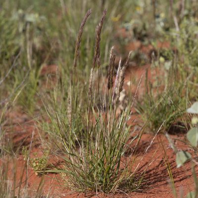 Triraphis mollis, photographed by Kym Nicolson
