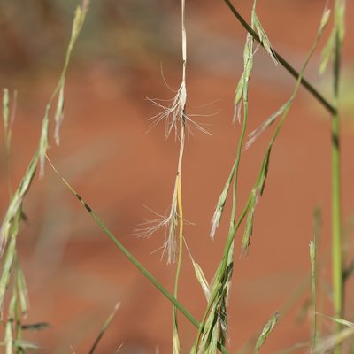 Plagiosetum refractum, photographed by Kym Nicolson