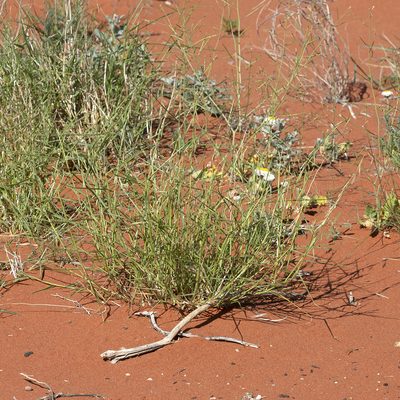 Plagiosetum refractum, photographed by Kym Nicolson