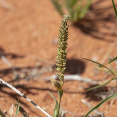 Tragus australianus, photographed by Kym Nicolson