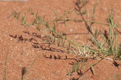 Eragrostis dielsii, photographed by Kym Nicolson