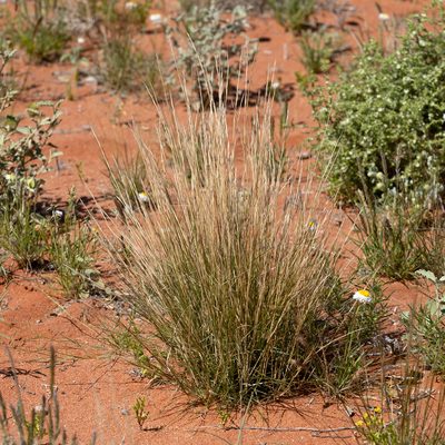 Aristida holathera, photographed by Kym Nicolson
