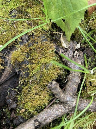 Hygroamblystegium humile, photographed by Brandon Corder