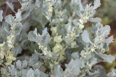 Atriplex lindleyi, photographed by Kym Nicolson