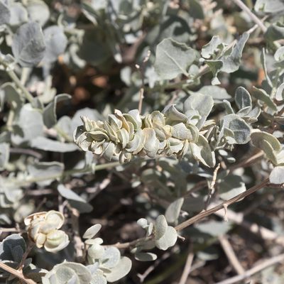 Atriplex nummularia, photographed by Kym Nicolson
