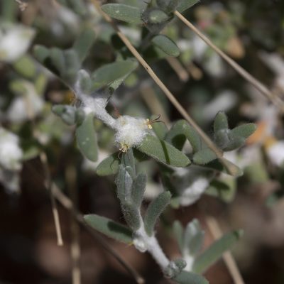 Dissocarpus biflorus, photographed by Kym Nicolson