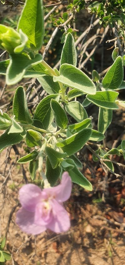 Syncolostemon elliottii, photographed by Nic Knott-Craig