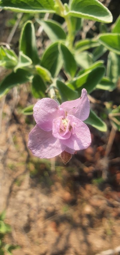 Syncolostemon elliottii, photographed by Nic Knott-Craig