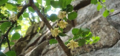 Coddia rudis, photographed by Nic Knott-Craig