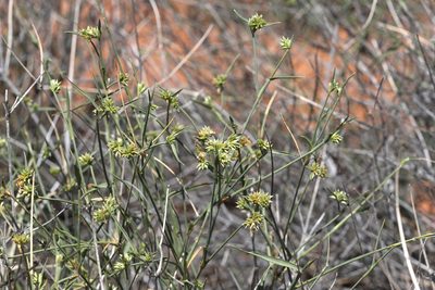 Zygochloa paradoxa, photographed by Kym Nicolson