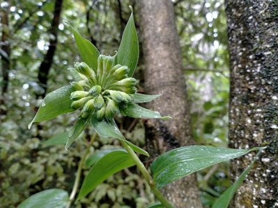 Bomarea multiflora, photographed by John Barkla