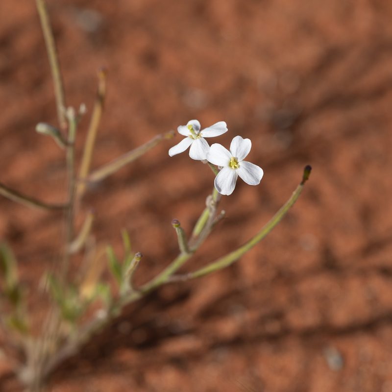 Blennodia canescens, photographed by Kym Nicolson