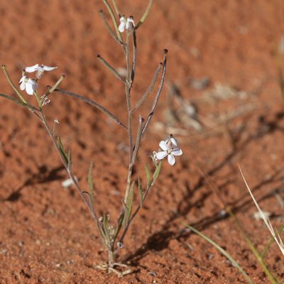 Blennodia canescens, photographed by Kym Nicolson