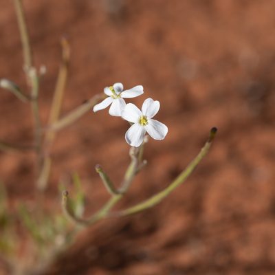 Blennodia canescens, photographed by Kym Nicolson