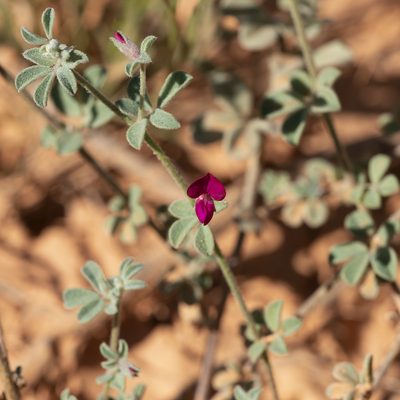 Lotus cruentus, photographed by Kym Nicolson