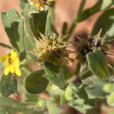 Calotis cymbacantha, photographed by Kym Nicolson