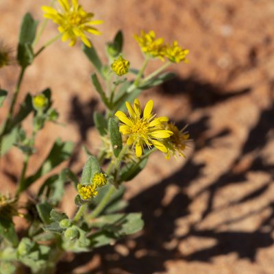Calotis cymbacantha, photographed by Kym Nicolson