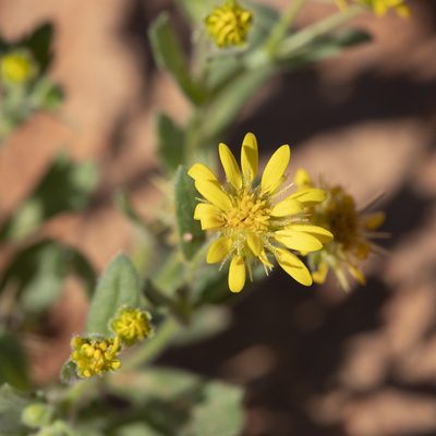 Calotis cymbacantha, photographed by Kym Nicolson