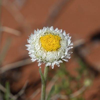 Polycalymma stuartii, photographed by Kym Nicolson