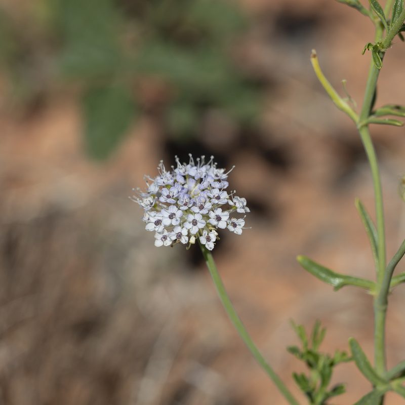 Trachymene glaucifolia, photographed by Kym Nicolson