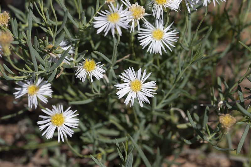 Minuria integerrima, photographed by Kym Nicolson