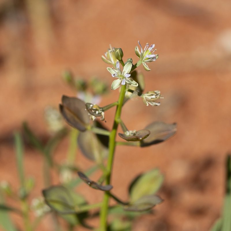 Lepidium phlebopetalum, photographed by Kym Nicolson