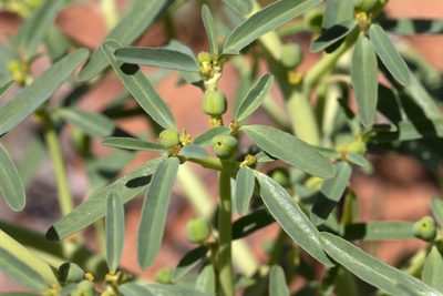Euphorbia tannensis, photographed by Kym Nicolson