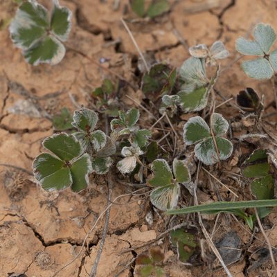 Marsilea drummondii, photographed by Kym Nicolson