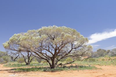 Acacia papyrocarpa, photographed by Kym Nicolson