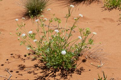Trachymene glaucifolia, photographed by Kym Nicolson