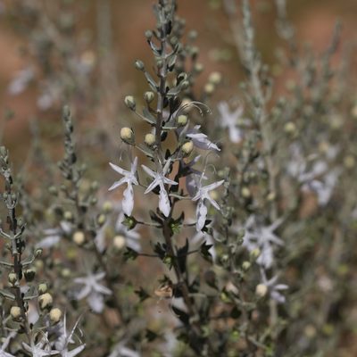 Teucrium racemosum, photographed by Kym Nicolson