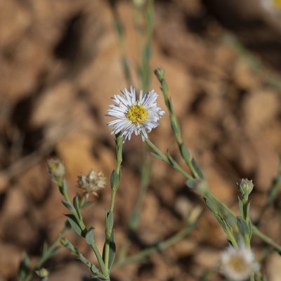 Minuria integerrima, photographed by Kym Nicolson