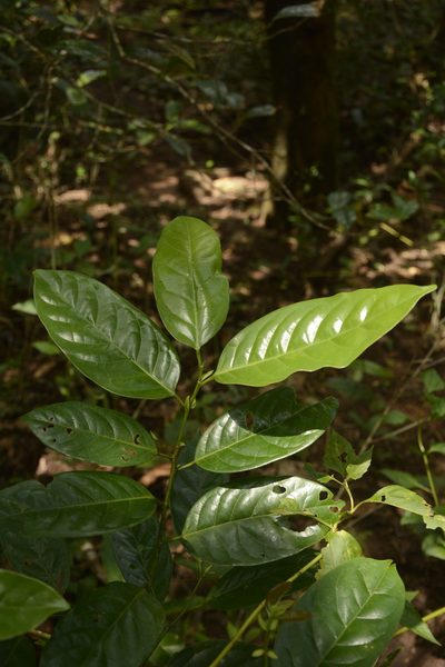 Aporosa cardiosperma, photographed by Siddarth Machado
