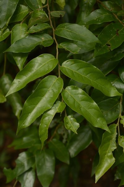 Hopea indica, photographed by Siddarth Machado