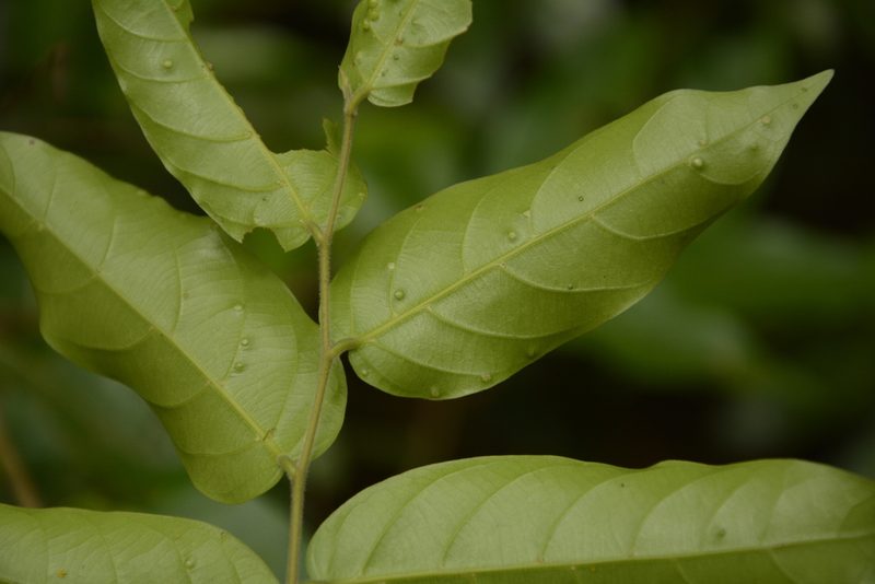 Hopea indica, photographed by Siddarth Machado