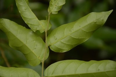 Hopea indica, photographed by Siddarth Machado