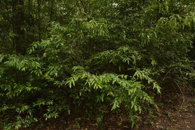 Hopea indica, photographed by Siddarth Machado