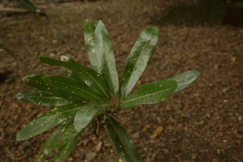 Madhuca neriifolia, photographed by Siddarth Machado