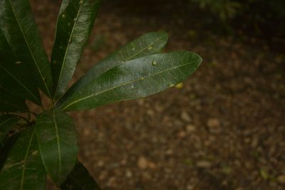 Madhuca neriifolia, photographed by Siddarth Machado