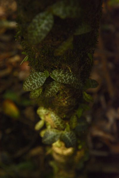 Porpax jerdoniana, photographed by Siddarth Machado