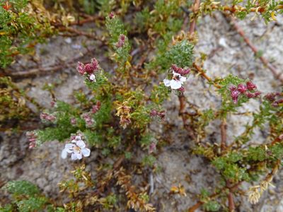 Frankenia repens, photographed by Shaun Swanepoel