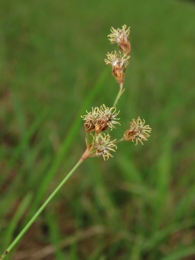 Fimbristylis subinclinata, photographed by chiuluan