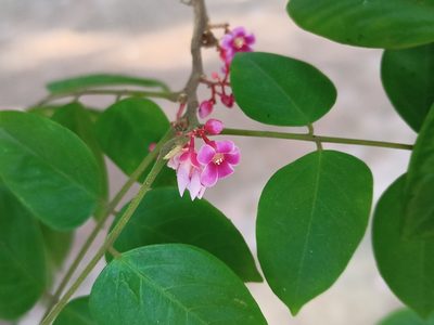 Averrhoa carambola, photographed by Sabarni Sarker