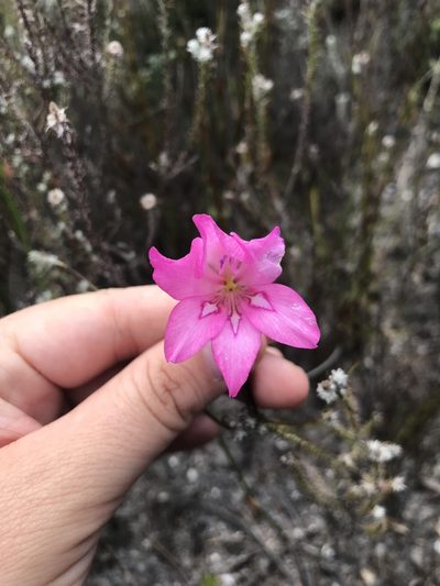 Gladiolus ornatus, photographed by Sam McCarren