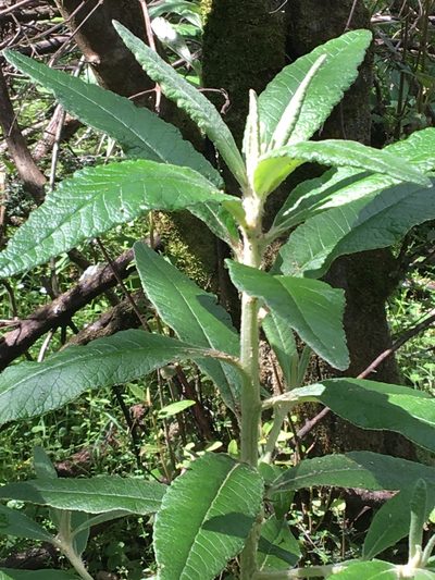 Bedfordia arborescens, photographed by Eileen Laidlaw
