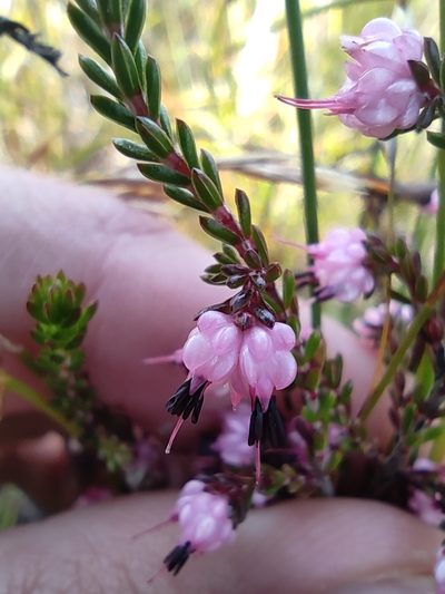 Erica amphigena, photographed by Seth Musker