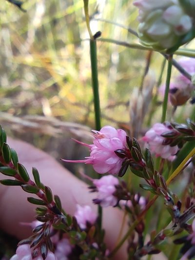 Erica amphigena, photographed by Seth Musker