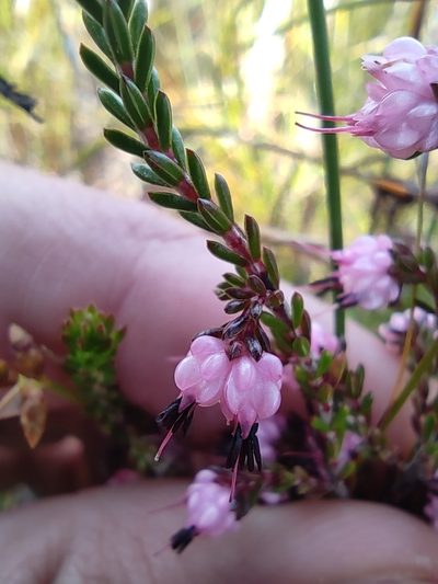 Erica amphigena, photographed by Seth Musker