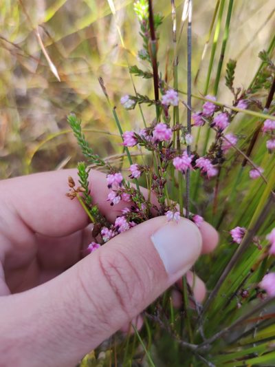 Erica amphigena, photographed by Seth Musker