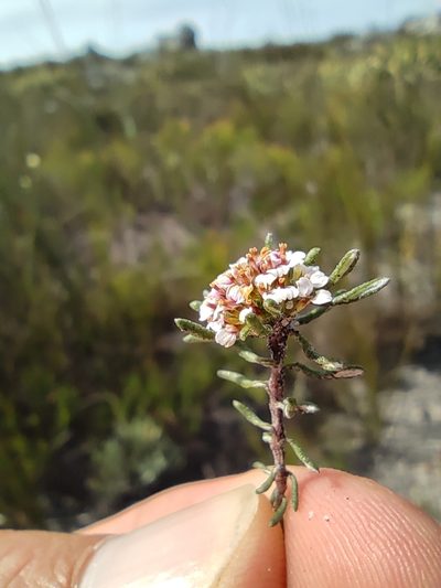 Stoebe laxifolia, photographed by Seth Musker